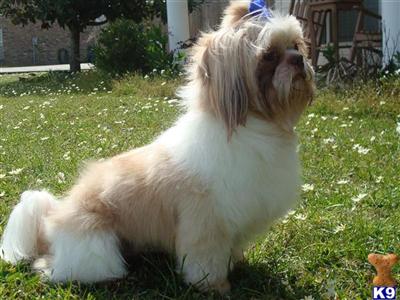 Stud Dogs - Shih Tzu