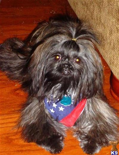 Toy+shih+tzu+puppies+for+sale+in+louisiana