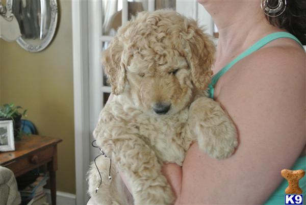 Puppies in CT