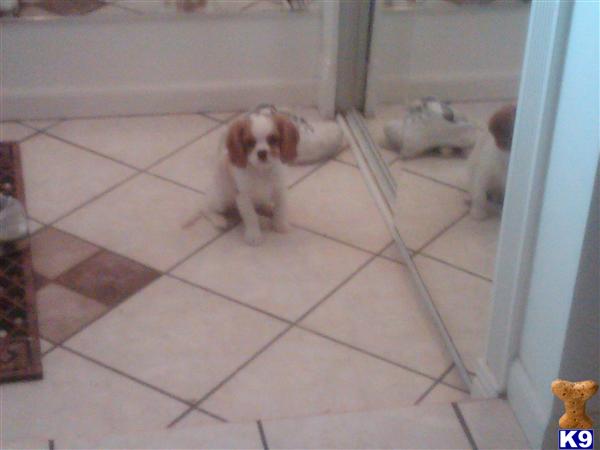 Puppies in Sterling heights
