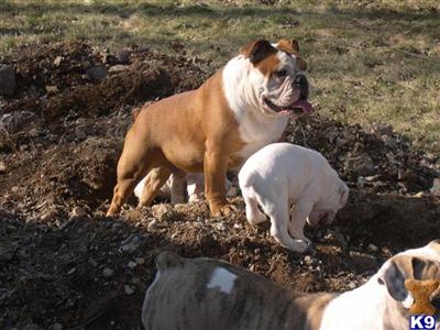 Stud Dogs - English Bulldog