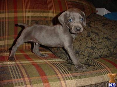 Weimaraner Puppies for Sale