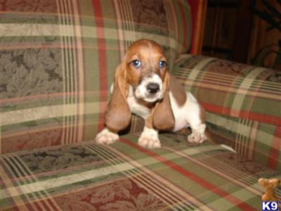 Basset Hound Puppies for Sale