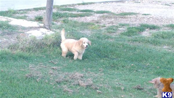 Puppies in KS