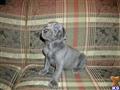 Weimaraner