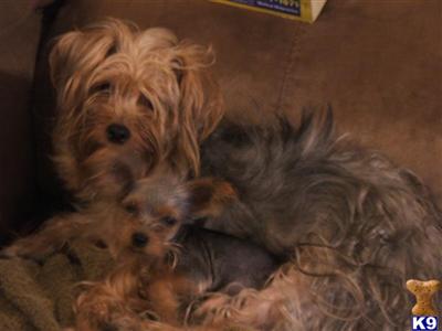 Female Dogs