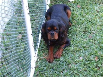 Stud Dogs - Cavalier King Charles Spaniel