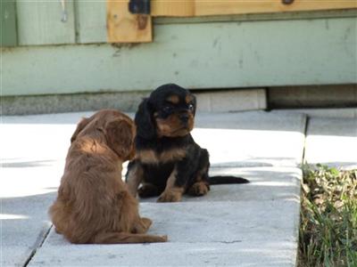 Cavalier King Charles Spaniel Puppies in FL