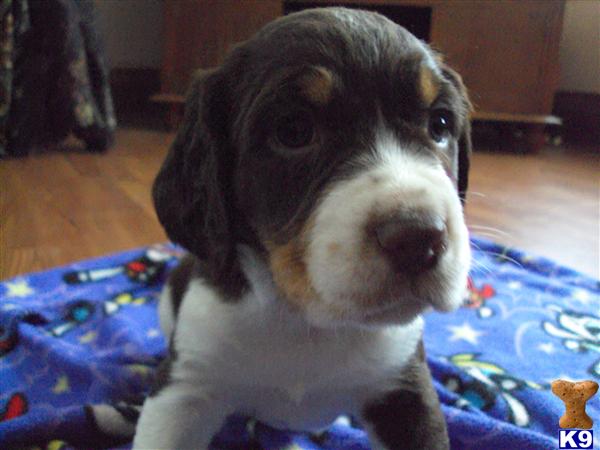 English Springer Spaniel Puppies