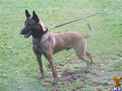 Dogs - Belgian Malinois