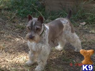 Stud Dogs - Miniature Schnauzer