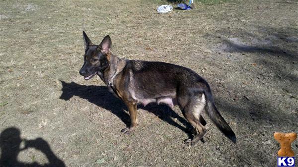 Dogs for Sale in FL