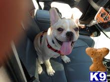 Stud Dogs - French Bulldog