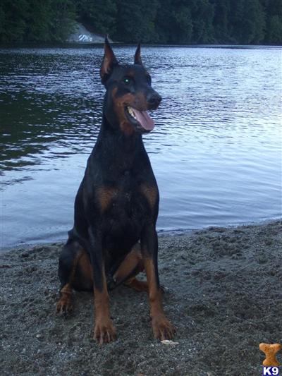 Stud Dogs - Doberman Pinscher