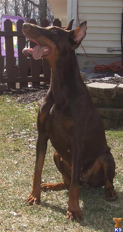Puppies for Sale