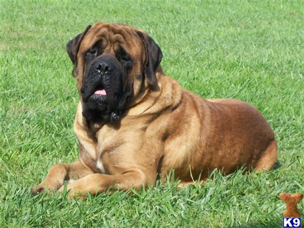 Mastiff Puppies