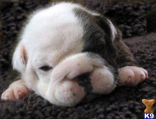 English Bulldog Puppies