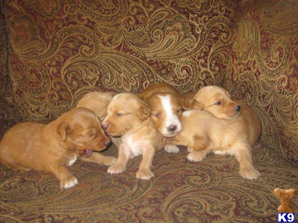 black mini goldendoodle puppies. Goldendoodles Puppies in OH