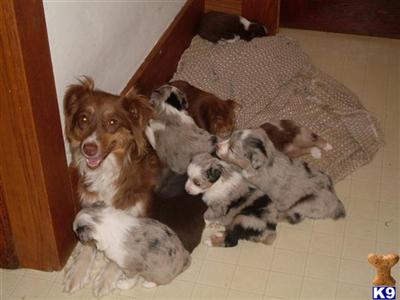 Miniature Australian Shepherd Puppies in WI