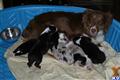 Miniature Australian Shepherd