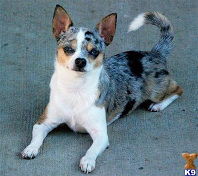 Stud Dogs - Chihuahua