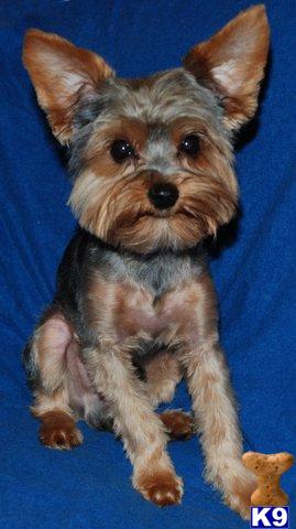 Stud Dogs - Yorkshire Terrier