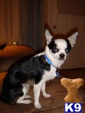 Stud Dogs - Chihuahua