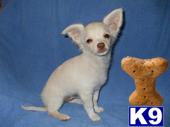 Stud Dogs - Chihuahua