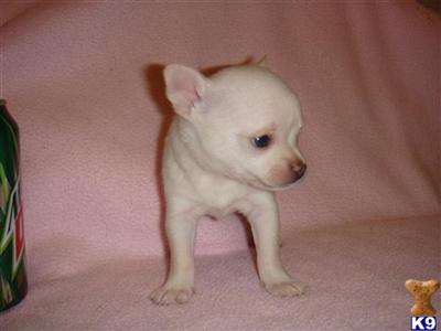 Puppies in Cincinnati