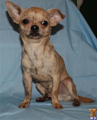 puppies for sale cincinnati beni hanas dallas puppies for sale cincinnati beni hanas dallas