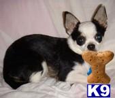 Dogs - Chihuahua