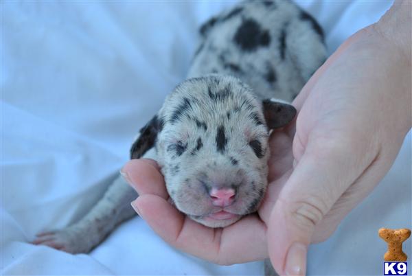 Puppies in VA