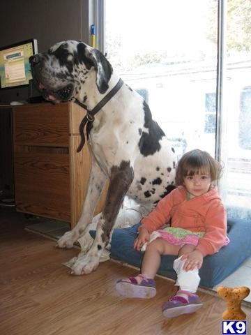 Dogs for Sale in VA