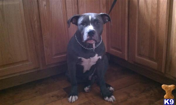 Stud Dogs in CT