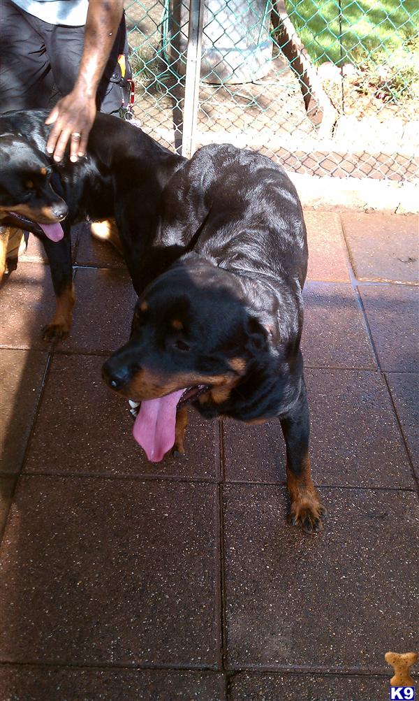 Stud Dogs - Rottweiler