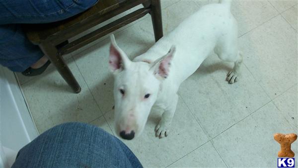 Bull Terrier Puppies