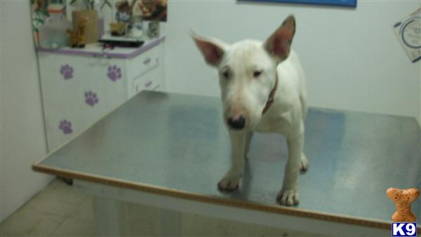 Bull Terrier Puppies