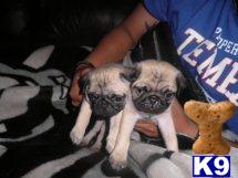 Pug Puppies in TX
