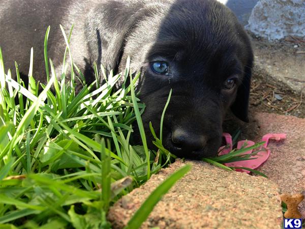 Puppies in MA