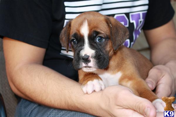 Boxer Puppies in TX