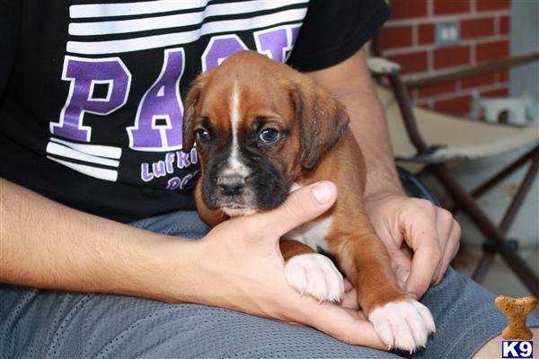 Boxer Puppies in TX