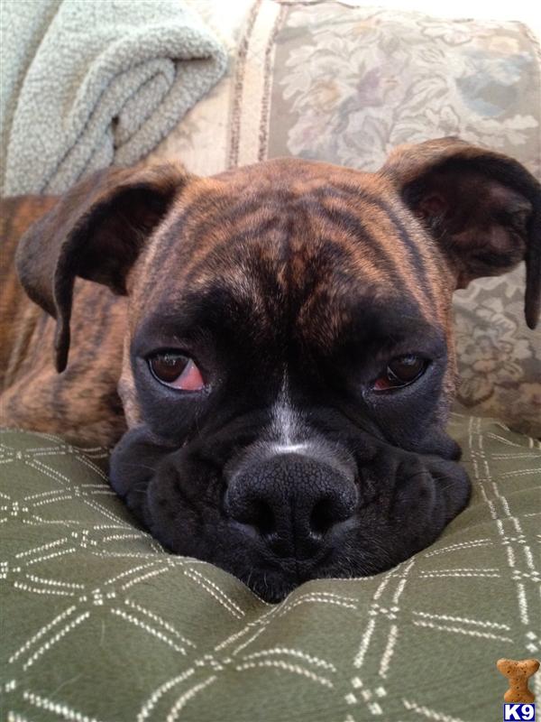 Stud Dogs - Boxer
