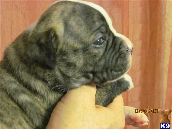 Puppies in Haslet