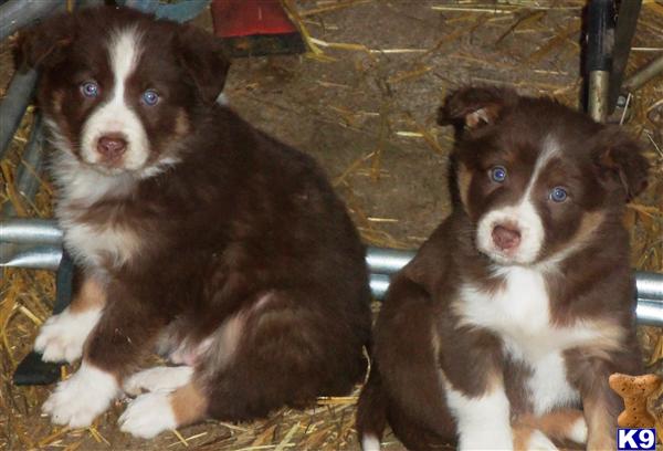 Border Collie Puppies
