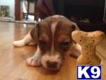 Puppies in WI