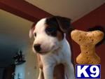 Puppies in Milton