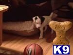 Puppies in WI