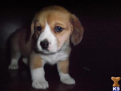Pembroke Welsh Corgi Puppies for Sale