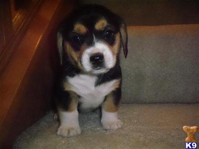 Pembroke Welsh Corgi Puppies for Sale