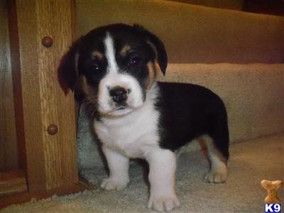 Pembroke Welsh Corgi Puppies for Sale